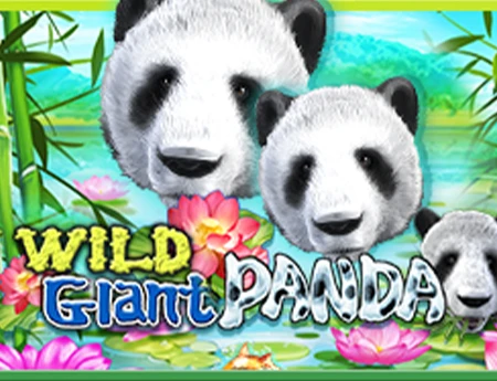 Wild Giant Panda